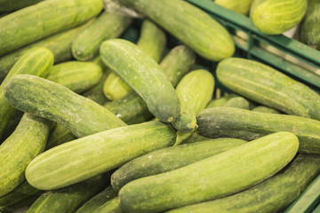  cucumber in the market,Big bunch of cucumbers at farmers market,Fresh organic cucumbers from late autumn harvest,Cucumbers bunched together For Sale At Market ,good as a background,selective focus