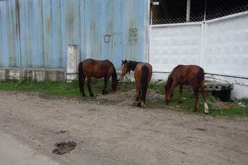 The Carpathian horse