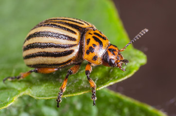Colorado potato beetle eats potato leaves, close-up