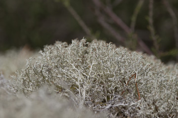 Reindeer lichen