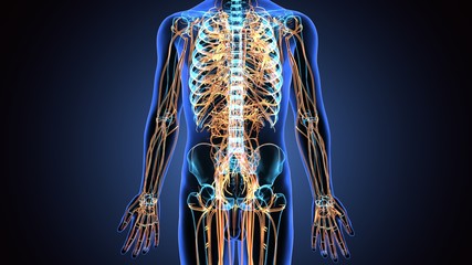 3d illustration of human body nerves system