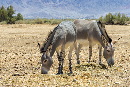 Somali wild donkey (Equus africanus). This species is extremely rare both in nature and in captivity. Nowadays it inhabits nature reserve near Eilat, Israel