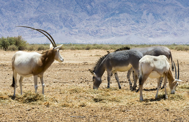 Families of antelope scimitar horn Oryx (Oryx leucoryx) and Somali wild donkey (Equus africanus) in nature reserve park, Israel