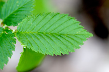 green leaf spring, a tree in the forest