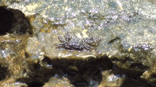Crab is crawling on rock in the sea water