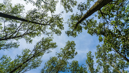 treetops