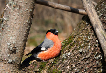 The bullfinch with a red breast