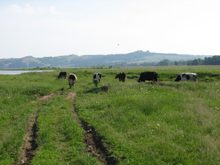 Cows on the meadow