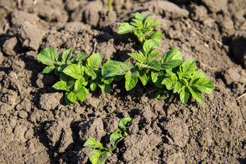 Young potato plant growing on the vegetable garden