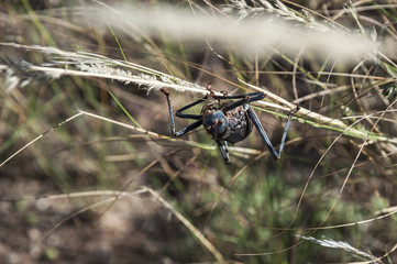 Namibia