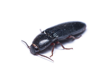 Click beetle or spring beetle isolated on white background.