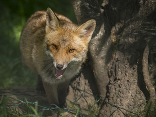 Naklejka na ściany i meble Closeup of a fox approaching