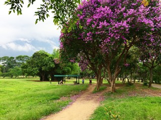 In the Park - Caracas