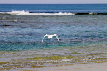 Fototapeta na wymiar Stork flies over sea water looking for food