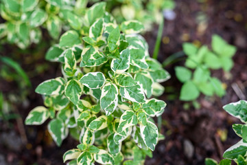 leaves of bougainvillea plant