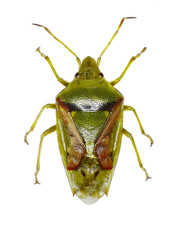 Juniper Shield Bug on white Background  -  Cyphostethus tristriatus (Fabricius, 1787)