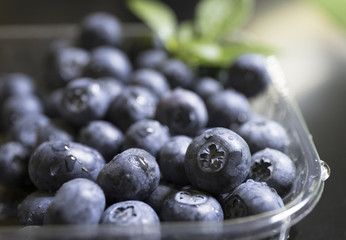 
Fresh blue bilberries
