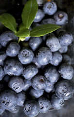 
Fresh blue bilberries