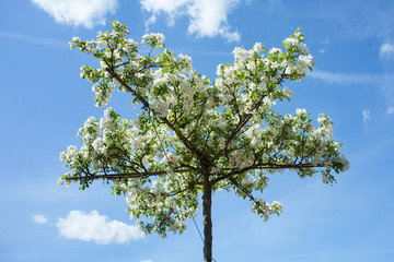 Decorative apple-tree