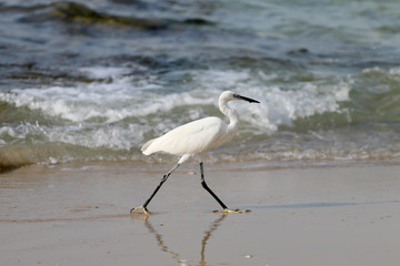 Stork looking for food on the sea,
