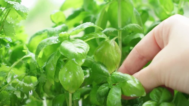 Someone hand picking fresh basil in herbal garden