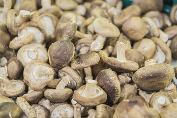 Fresh Shiitake Mushrooms at Southeast Asian Farmers Market CloseupDried Shiitake Mushrooms (Lentinula edodes), Shiitake fresh, Black Mushroom, Lentinus edodes (Berk.) sing,selective focus.