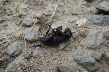 Dead crickets