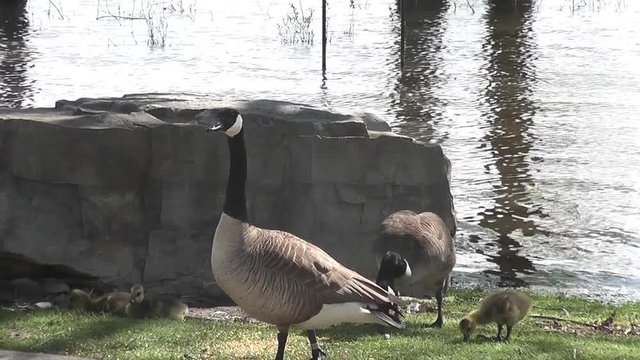 Mother Canadian geese with babies by the river