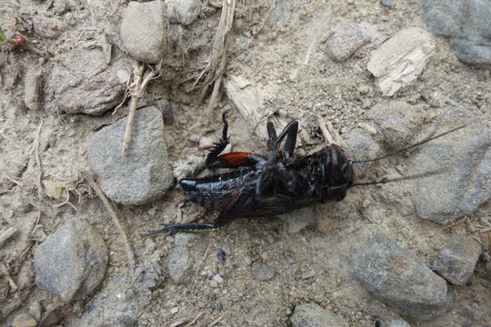 Dead crickets