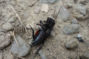 Dead crickets
