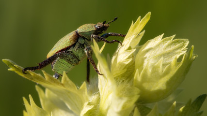 Scarab beetle climbing on a plant