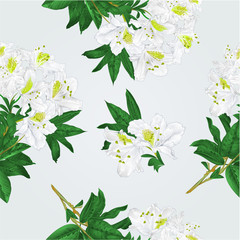 Seamless texture branch White flowers rhododendron  mountain shrub vintage vector illustration hand draw