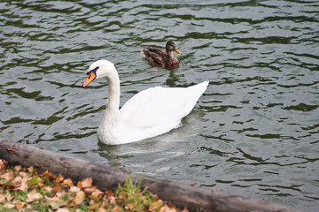 White swan and duck on the water
