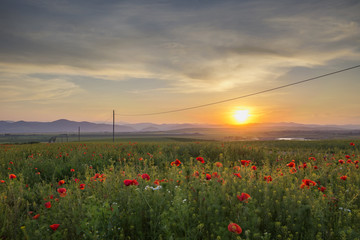 Field with poppies near Piatra Neamt - Romania