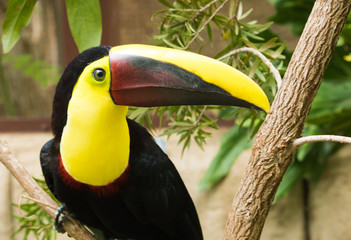 Toucan