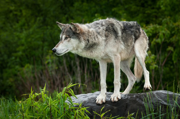 Grey Wolf (Canis lupus) Preps to Jump Off Rock