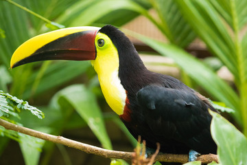 Toucan