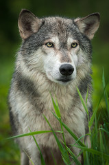 Naklejka na ściany i meble Grey Wolf (Canis lupus) Stands Behind Grass