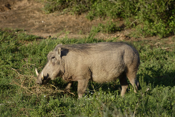 Common Warthog, Addo Elephant National Park