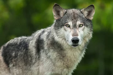 Foto auf Acrylglas Wolf Grauer Wolf (Canis lupus) schaut auf Kopf und Körper