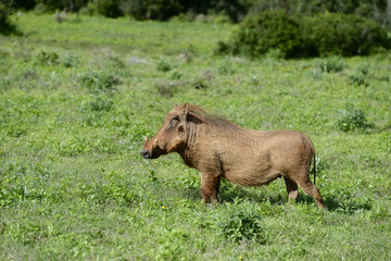 Naklejka na ściany i meble Common Warthog, Addo Elephant National Park