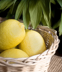 Some yellow, ripe and fresh lemons are in the wicker basket