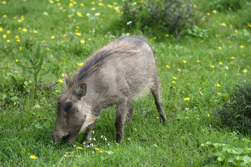 Common Warthog, Addo Elephant National Park