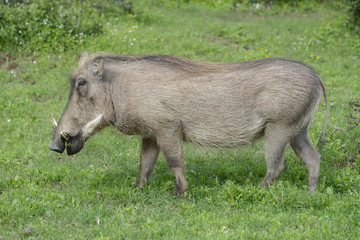 Fototapeta premium Common Warthog, Addo Elephant National Park