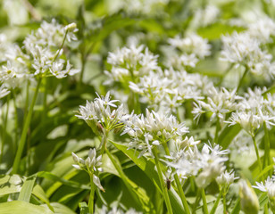 wild garlic blossoms closeup
