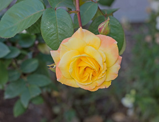 the yellow rose