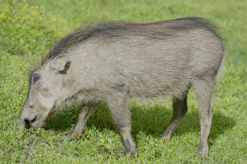 Common Warthog, Addo Elephant National Park