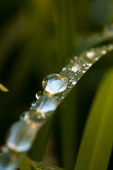 Green Grass Water Droplets