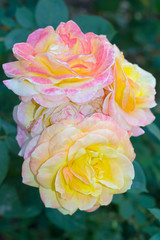 Fototapeta na wymiar Beautiful flower of rose