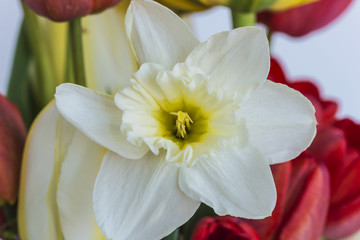 white daffodils close up